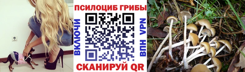 Галлюциногенные грибы Cubensis  Купить где  Окуловка 